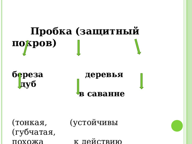  Пробка (защитный покров)   береза деревья дуб  в саванне (тонкая, (устойчивы (губчатая, похожа к действию очень  на бумагу) огня) толстая)  