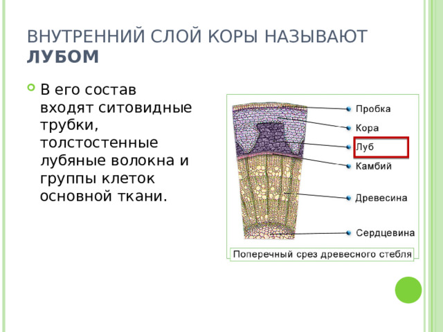 ВНУТРЕННИЙ СЛОЙ КОРЫ НАЗЫВАЮТ ЛУБОМ В его состав входят ситовидные трубки, толстостенные лубяные волокна и группы клеток основной ткани. 