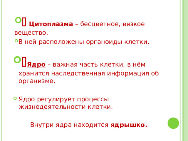   Цитоплазма – бесцветное, вязкое вещество. В ней расположены органоиды клетки.  Ядро – важная часть клетки, в нём хранится наследственная информация об организме.  Ядро регулирует процессы жизнедеятельности клетки. Внутри ядра находится ядрышко. 