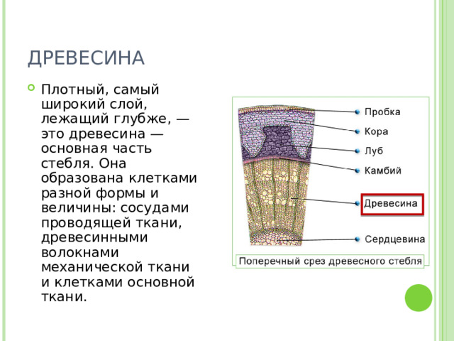 ДРЕВЕСИНА Плотный, самый широкий слой, лежащий глубже, — это древесина — основная часть стебля. Она образована клетками разной формы и величины: сосудами проводящей ткани, древесинными волокнами механической ткани и клетками основной ткани. 