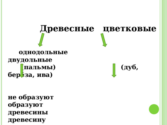  Древесные цветковые    однодольные двудольные  (пальмы) (дуб, берёза, ива)   не образуют образуют древесины древесину   