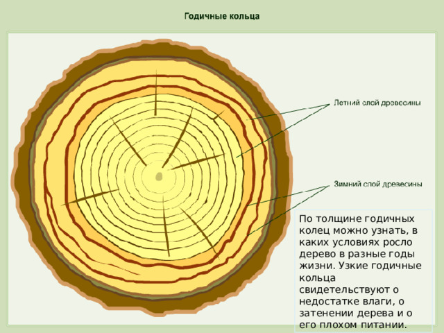 По толщине годичных колец можно узнать, в каких условиях росло дерево в разные годы жизни. Узкие годичные кольца свидетельствуют о недостатке влаги, о затенении дерева и о его плохом питании. 