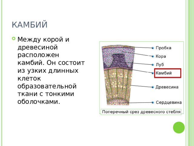 КАМБИЙ Между корой и древесиной расположен камбий. Он состоит из узких длинных клеток образовательной ткани с тонкими оболочками. 