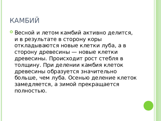 КАМБИЙ Весной и летом камбий активно делится, и в результате в сторону коры откладываются новые клетки луба, а в сторону древесины — новые клетки древесины. Происходит рост стебля в толщину. При делении камбия клеток древесины образуется значительно больше, чем луба. Осенью деление клеток замедляется, а зимой прекращается полностью. 