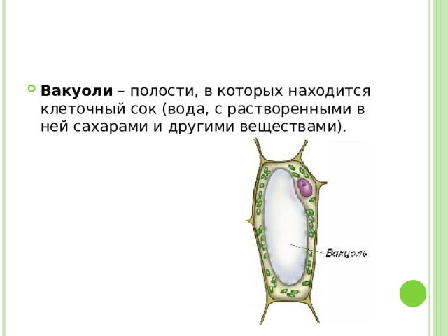 Вакуоли – полости, в которых находится клеточный сок (вода, с растворенными в ней сахарами и другими веществами). 