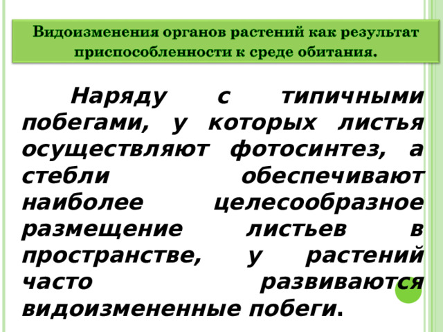  Наряду с типичными побегами, у которых листья осуществляют фотосинтез, а стебли обеспечивают наиболее целесообразное размещение листьев в пространстве, у растений часто развиваются видоизмененные побеги . 