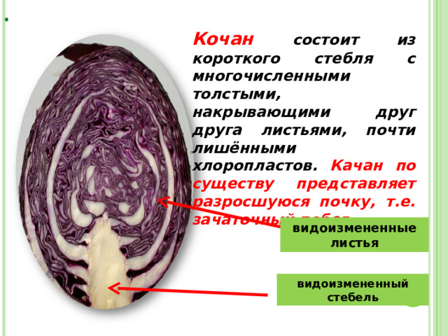 Кочан состоит из короткого стебля с многочисленными толстыми, накрывающими друг друга листьями, почти лишёнными хлоропластов. Качан по существу представляет разросшуюся почку, т.е. зачаточный побег видоизмененные листья видоизмененный стебель 