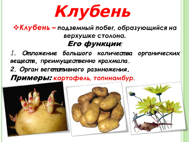 Клубень 