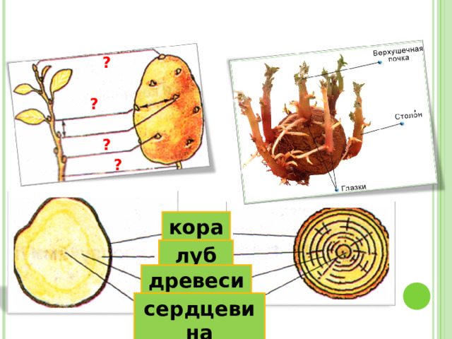 ? ? ? ? кора луб древесина сердцевина 