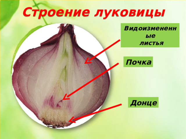 Строение луковицы Видоизмененные  листья Почка Донце 