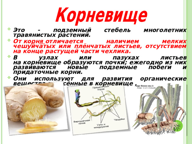 Это - подземный стебель многолетних травянистых растений. От корн я  отличается наличием мелких чешуйчатых или плёнчатых листьев, отсутствием на конце растущей части чехлика. В узлах или пазухах листьев на корневище образуются почки; ежегодно из них развиваются новые подземные побеги и придаточные корни. Они используют для развития органические вещества запасённые в корневище .  