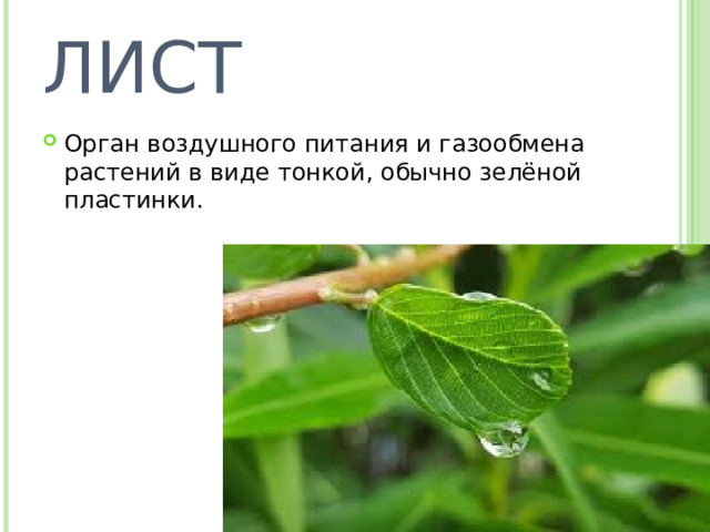 ЛИСТ Орган воздушного питания и газообмена растений в виде тонкой, обычно зелёной пластинки. 