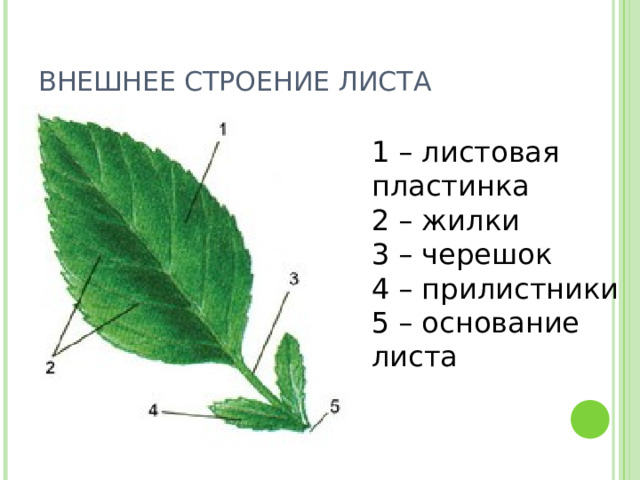 ВНЕШНЕЕ СТРОЕНИЕ ЛИСТА 1 – листовая пластинка 2 – жилки 3 – черешок 4 – прилистники 5 – основание листа 