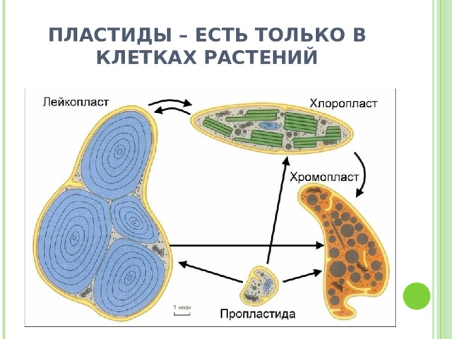 ПЛАСТИДЫ – ЕСТЬ ТОЛЬКО В КЛЕТКАХ РАСТЕНИЙ 