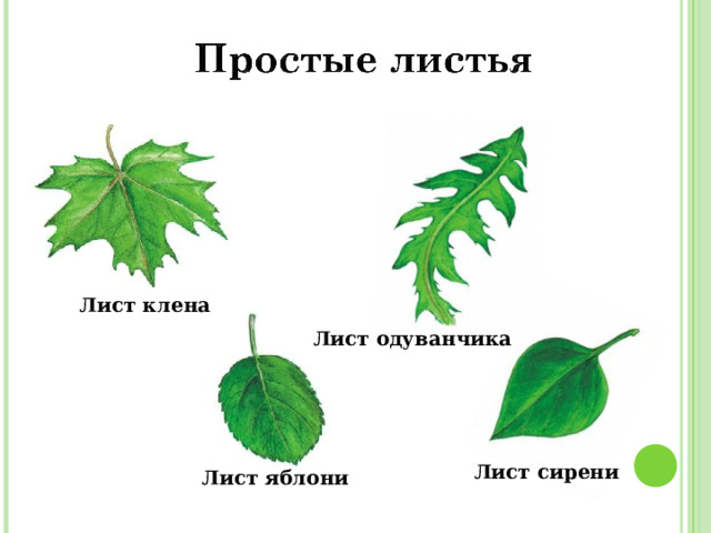 Лист клена Лист одуванчика Лист сирени Лист яблони 