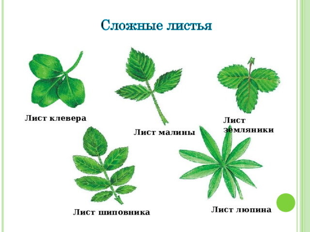Лист клевера Лист земляники Лист малины Лист люпина Лист шиповника 