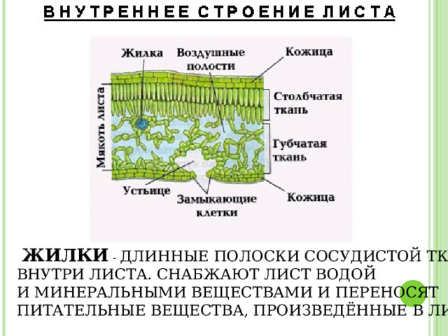  ЖИЛКИ - ДЛИННЫЕ ПОЛОСКИ СОСУДИСТОЙ ТКАНИ ВНУТРИ ЛИСТА. СНАБЖАЮТ ЛИСТ ВОДОЙ И МИНЕРАЛЬНЫМИ ВЕЩЕСТВАМИ И ПЕРЕНОСЯТ ПИТАТЕЛЬНЫЕ ВЕЩЕСТВА, ПРОИЗВЕДЁННЫЕ В ЛИСТЕ. 