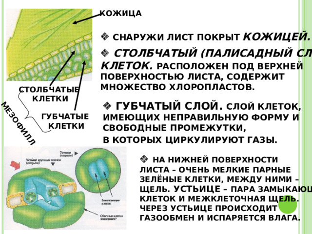 МЕЗОФИЛЛ КОЖИЦА    СНАРУЖИ ЛИСТ ПОКРЫТ  КОЖИЦЕЙ.   СТОЛБЧАТЫЙ (ПАЛИСАДНЫЙ СЛОЙ) КЛЕТОК. РАСПОЛОЖЕН ПОД ВЕРХНЕЙ ПОВЕРХНОСТЬЮ ЛИСТА, СОДЕРЖИТ МНОЖЕСТВО ХЛОРОПЛАСТОВ. СТОЛБЧАТЫЕ КЛЕТКИ   ГУБЧАТЫЙ СЛОЙ. СЛОЙ КЛЕТОК, ИМЕЮЩИХ НЕПРАВИЛЬНУЮ ФОРМУ И СВОБОДНЫЕ ПРОМЕЖУТКИ, В КОТОРЫХ ЦИРКУЛИРУЮТ ГАЗЫ.  ГУБЧАТЫЕ КЛЕТКИ   НА НИЖНЕЙ ПОВЕРХНОСТИ ЛИСТА – ОЧЕНЬ МЕЛКИЕ ПАРНЫЕ ЗЕЛЁНЫЕ КЛЕТКИ, МЕЖДУ НИМИ – ЩЕЛЬ. УСТЬИЦЕ – ПАРА ЗАМЫКАЮЩИХ КЛЕТОК И МЕЖКЛЕТОЧНАЯ ЩЕЛЬ. ЧЕРЕЗ УСТЬИЦЕ ПРОИСХОДИТ ГАЗООБМЕН И ИСПАРЯЕТСЯ ВЛАГА. 