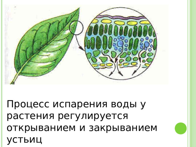 Процесс испарения воды у растения регулируется открыванием и закрыванием устьиц 