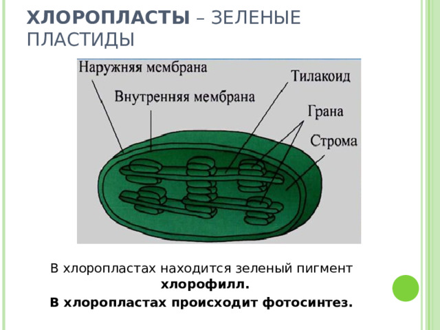 ХЛОРОПЛАСТЫ – ЗЕЛЕНЫЕ ПЛАСТИДЫ В хлоропластах находится зеленый пигмент хлорофилл. В хлоропластах происходит фотосинтез. 