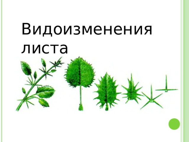 Видоизменения листа 