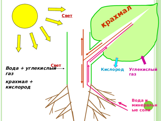 крахмал Свет Свет Вода + углекислый газ крахмал + кислород Углекислый газ Кислород Вода и минеральные соли 