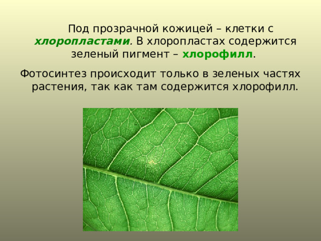   Под прозрачной кожицей – клетки с хлоропластами . В хлоропластах содержится зеленый пигмент – хлорофилл . Фотосинтез происходит только в зеленых частях растения, так как там содержится хлорофилл. 