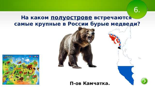 6. На каком полуострове встречаются самые крупные в России бурые медведи?  П-ов Камчатка.   