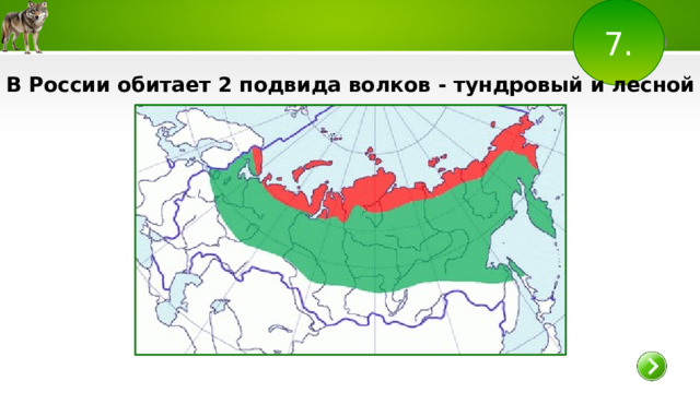 7. В России обитает 2 подвида волков - тундровый и лесной волк. 