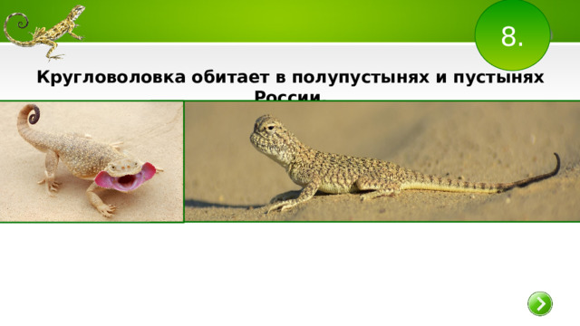 8. Кругловоловка обитает в полупустынях и пустынях России.  