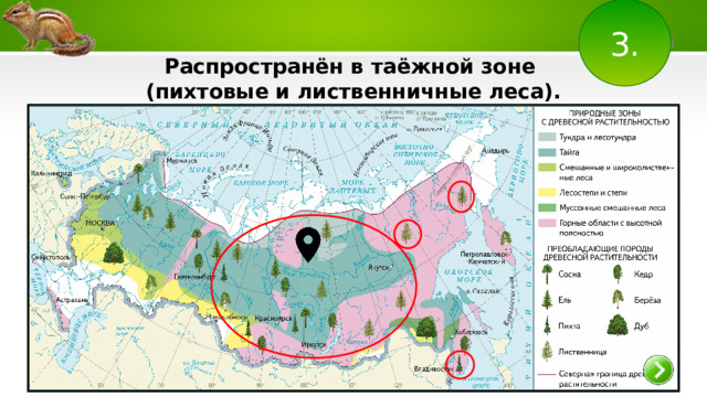 3. Распространён в таёжной зоне (пихтовые и лиственничные леса). 