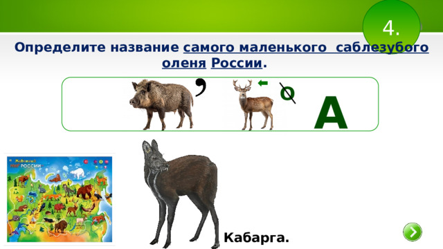 4. Определите название самого маленького саблезубого оленя  России .  О А  Кабарга.  