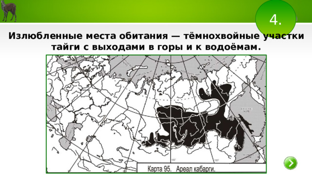 4. Излюбленные места обитания — тёмнохвойные участки тайги с выходами в горы и к водоёмам. 