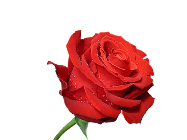 Look at that rose 