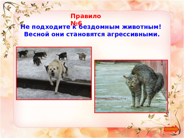 Правило №6 Не подходите к бездомным животным! Весной они становятся агрессивными. 