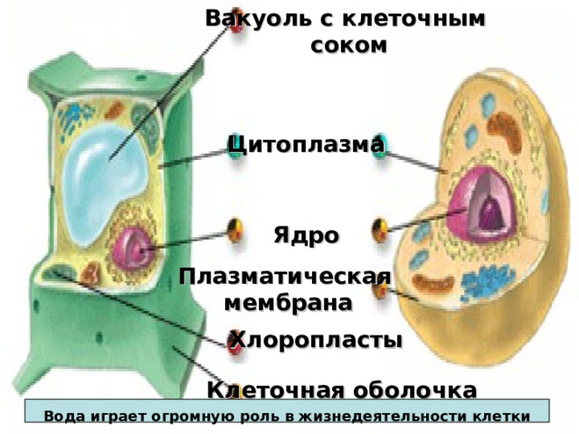Вакуоль с клеточным соком Цитоплазма Ядро Плазматическая мембрана Хлоропласты Клеточная оболочка Вода играет огромную роль в жизнедеятельности клетки  