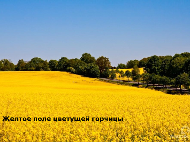 Желтое поле цветущей горчицы 