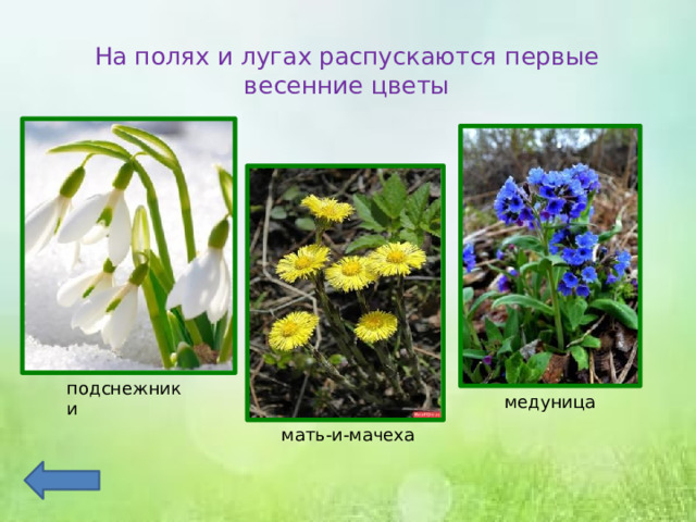На полях и лугах распускаются первые весенние цветы подснежники медуница мать-и-мачеха 