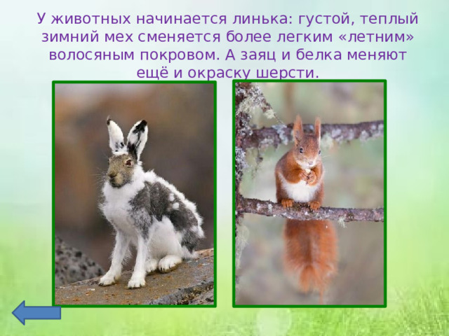 У животных начинается линька: густой, теплый зимний мех сменяется более легким «летним» волосяным покровом. А заяц и белка меняют ещё и окраску шерсти. 
