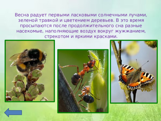 Весна радует первыми ласковыми солнечными лучами, зеленой травкой и цветением деревьев. В это время просыпаются после продолжительного сна разные насекомые, наполняющие воздух вокруг жужжанием, стрекотом и яркими красками. 