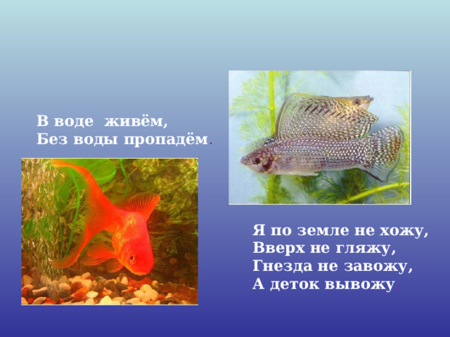 В воде живём, Без воды пропадём . Я по земле не хожу, Вверх не гляжу, Гнезда не завожу, А деток вывожу . 