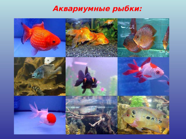 Аквариумные рыбки: » 