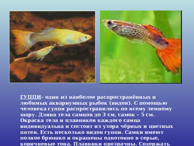 ГУППИ – один из наиболее распространённых и любимых аквариумных рыбок (видов). С помощью человека гуппи распространились по всему земному шару. Длина тела самцов до 3 см, самок – 5 см. Окраска тела и плавников каждого самца индивидуальна и состоит из узора чёрных и цветных пятен. Есть несколько видов гуппи. Самки имеют полное брюшко и окрашены однотонно в серые, коричневые тона. Плавники прозрачны. Содержать гуппи может каждый, они очень неприхотливы. 
