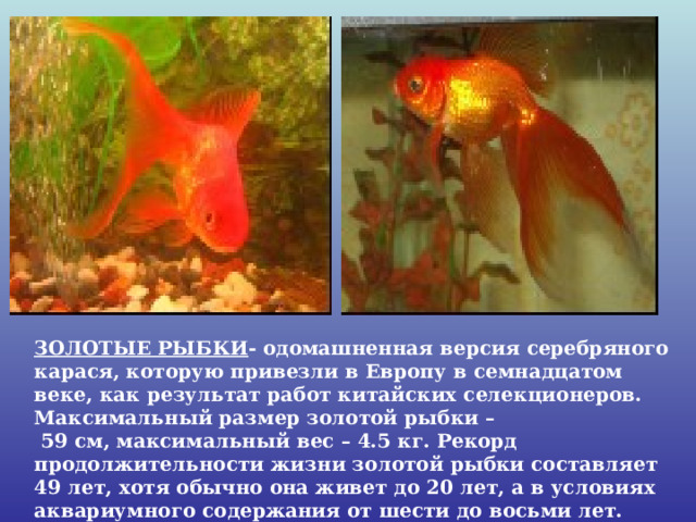 ЗОЛОТЫЕ РЫБКИ - одомашненная версия серебряного карася, которую привезли в Европу в семнадцатом веке, как результат работ китайских селекционеров. Максимальный размер золотой рыбки –  59 см, максимальный вес – 4.5 кг. Рекорд продолжительности жизни золотой рыбки составляет 49 лет, хотя обычно она живет до 20 лет, а в условиях аквариумного содержания от шести до восьми лет. 