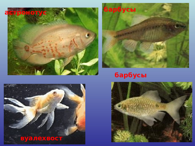 барбусы астронотус барбусы вуалехвост 