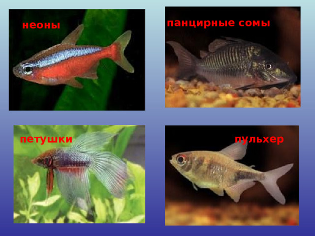 панцирные сомы неоны петушки пульхер 