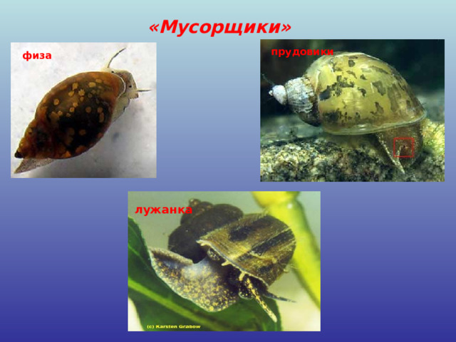«Мусорщики» прудовики физа лужанка 