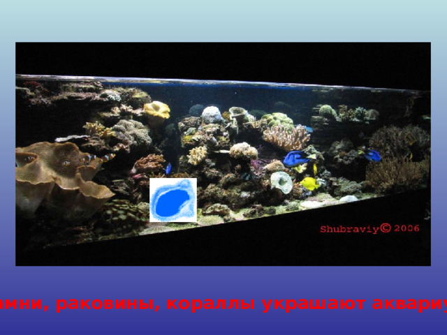 Камни, раковины, кораллы украшают аквариум. 