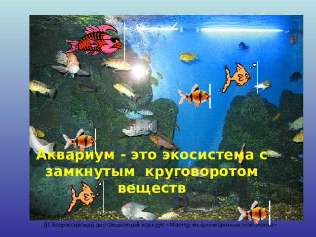 Аквариум - это экосистема с замкнутым круговоротом веществ III Всероссийский дистанционный конкурс «Мастер мультимедийных технологий» 