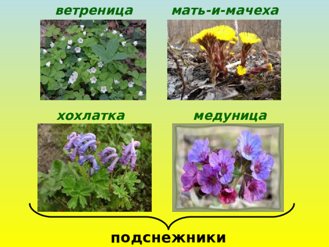 мать-и-мачеха ветреница хохлатка медуница подснежники 